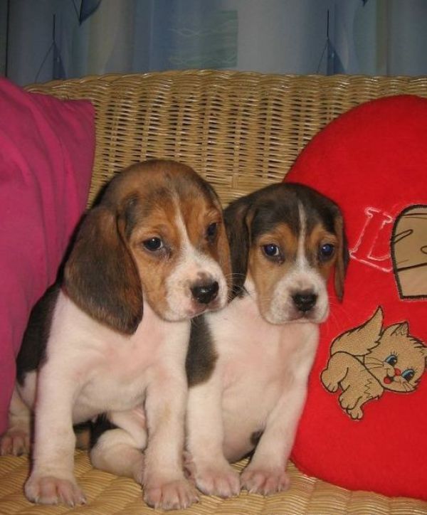 Disponibili cuccioli di beagle