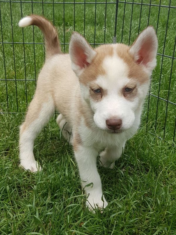Cuccioli di Husky siberiano