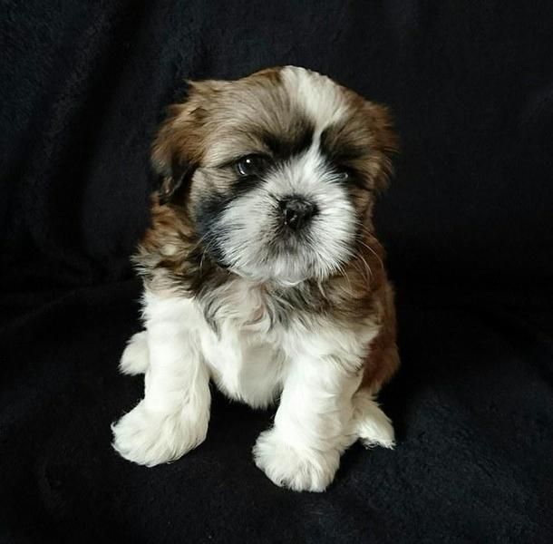 Cuccioli Shihtzu taglia piccola