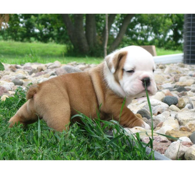 REGALO CUCCIOLI DI BULLDOG INGLESE  Bulldog Inglese cuccioli, disponibili 1 Maschio e 1 Femmina, all