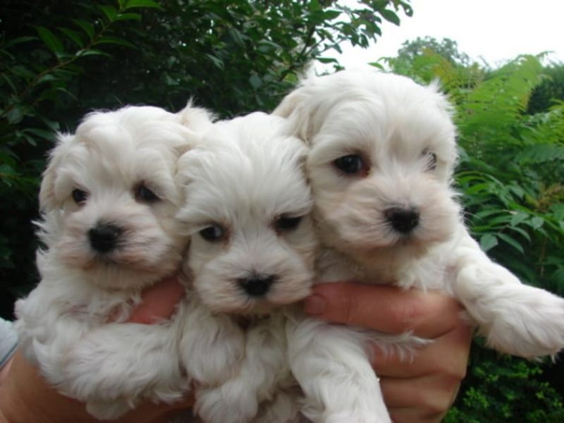Cuccioli maltesi