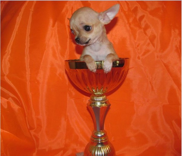 Cucciolo chihuahua mini