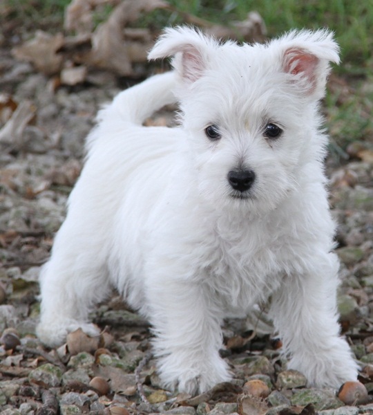  Regalo adorabili cuccioli West highland terrier bianco femminucce e maschietti disponibili