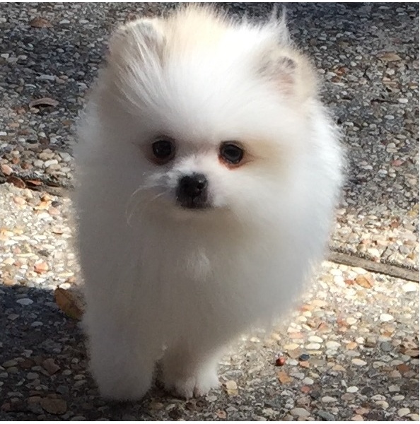 Adorabili cuccioli di Pomerania