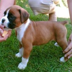 Adorabili cuccioli di boxer femminucce e maschietti disponibili per l'adozione gratuita i cuccioli s
