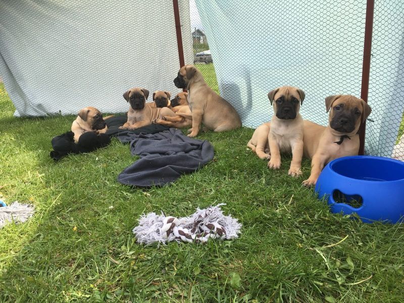  cuccioli di bullmastiff  per adozione ( maschio e femmina )