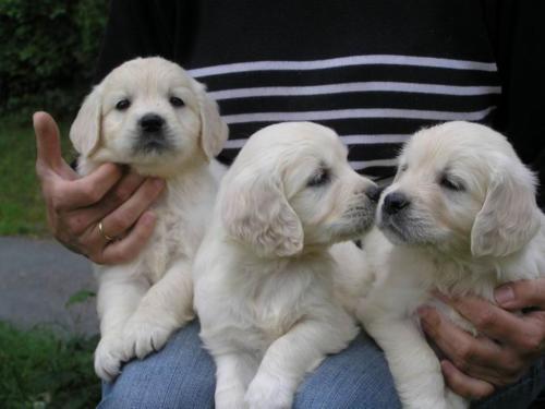  REGALO CUCCIOLI DI GOLDEN RETRIEVER DISPONIBILI CONTATTACI SUBITO  Disponibili subito 2 splendidi p