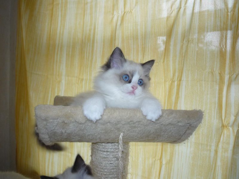 Siamese kitten  per adozione ( regalo  )