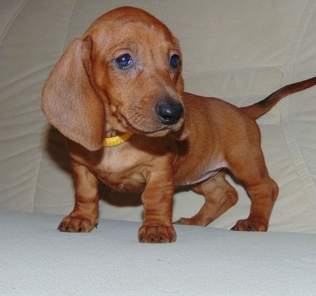 Regalo adorabili cuccioli  bassotto femminucce e maschietti disponibili