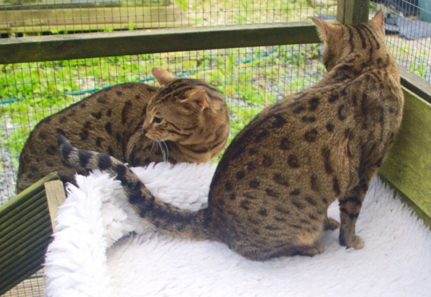  regalo Bengala gattini disponibili per l'adozione