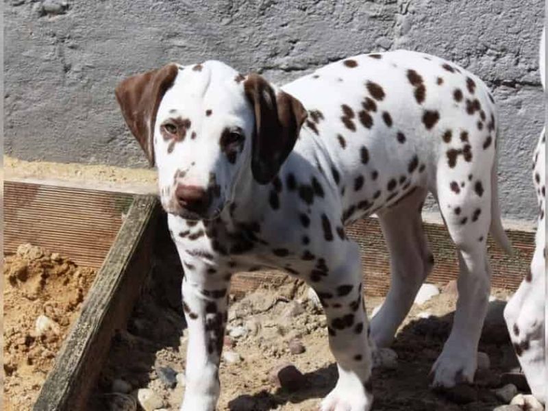 Regalo abbiamo cuccioli di dalmata