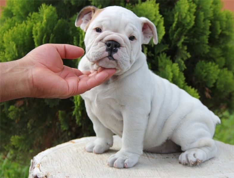 Regalo Bulldog inglese cuccioli disponibili