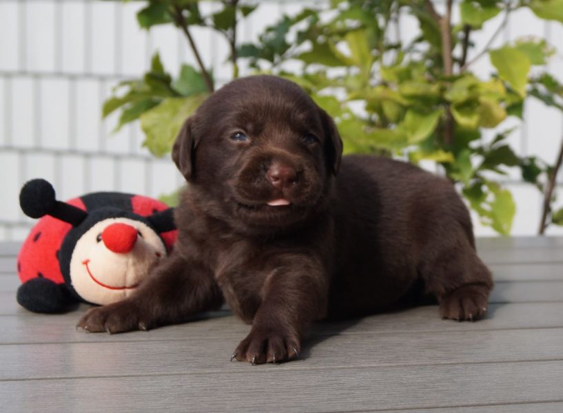  cuccioli di labrador  ( per regalo )