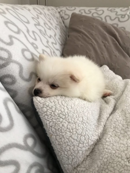 Regalo Volpini cuccioli di pomerania