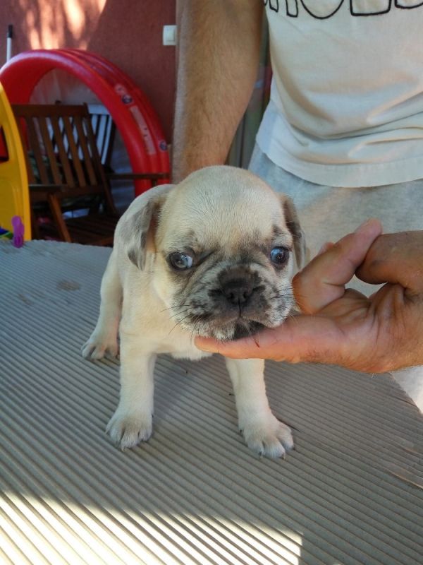 Maschio e femmina adorabile bulldog francese  cuccioli disponibili per l'adozione