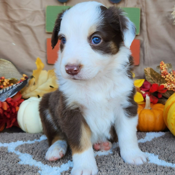 Regalo adorabili cuccioli pastore australiano femminucce e maschietti 