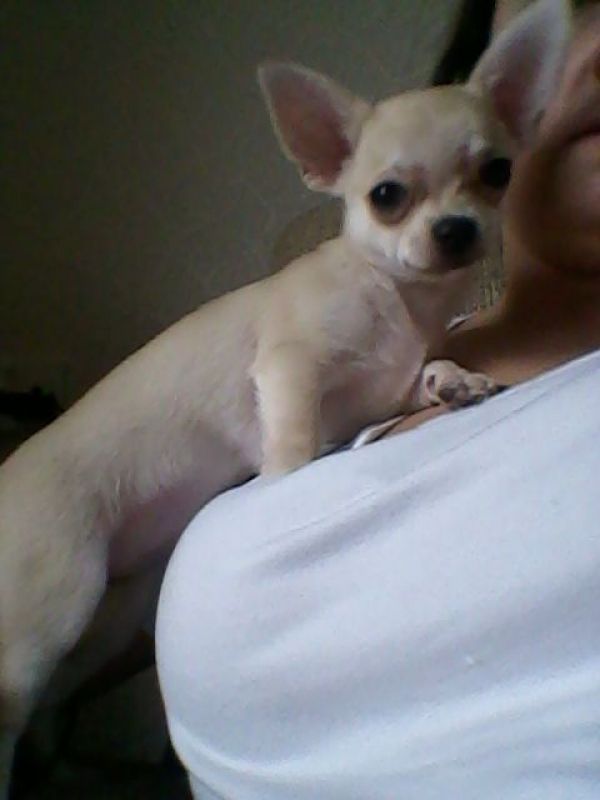Abbiamo disponibili cuccioli di chihuahua cuccioli Maschietti e Femminucce.