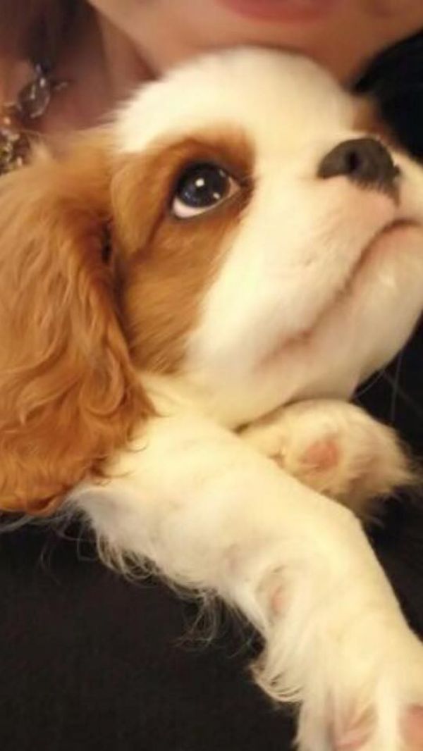 Cucciolo CAVALIER KING con pedigree Enci