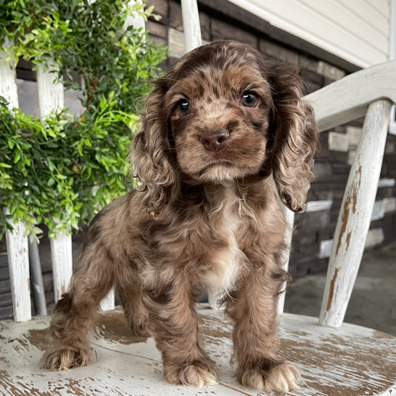 Regalo Cocker Spaniel cuccioli introvabili cuccioli di Cocker Spaniel intelligenti e dolcissimi atta