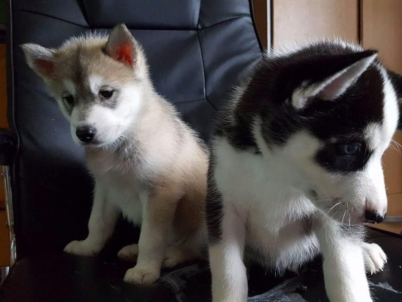 Regalo cuccioli di Siberian Husky