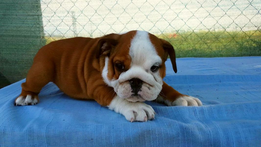  cuccioli di bulldog inglise  ( per regalo )