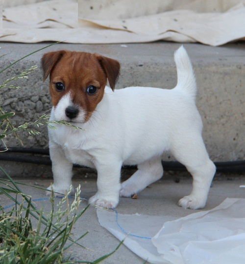 Regalo Jack Russell Terrier