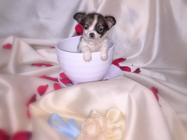 Chihuahua cuccioli disponibili