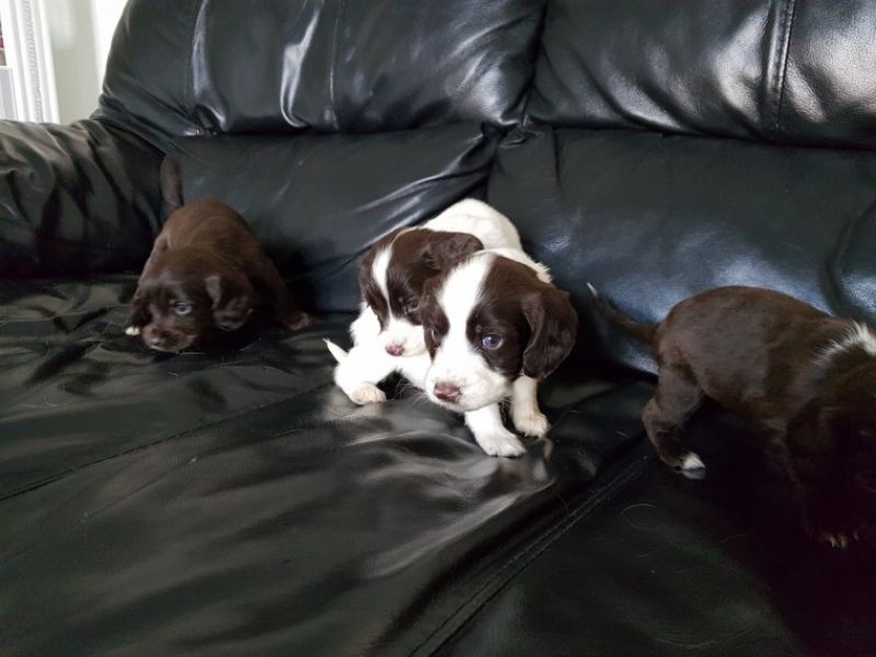 REGALO Cuccioli di Spruzzatore