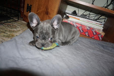 Cuccioli di Bulldog Francese