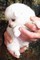Clicca per ingrandire	Spitz Tedesco Cuccioli disponibili