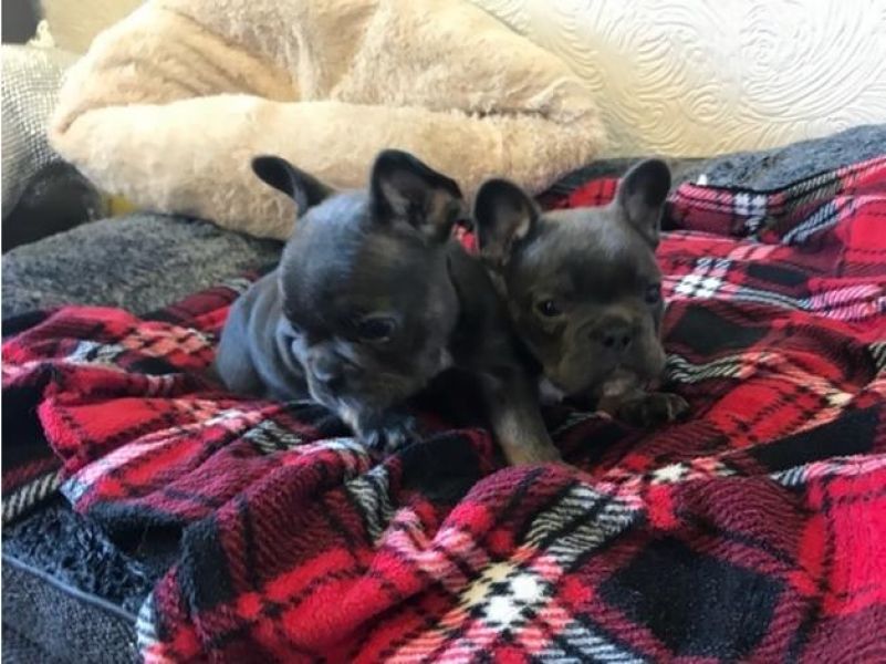 REGALO Bulldog francese blu bianco femmina e maschio Regalo