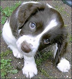 Bella e sani cuccioli di English Springer Spaniel  per adozione 