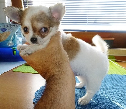 Chihuahua cucciolo pelo lungo