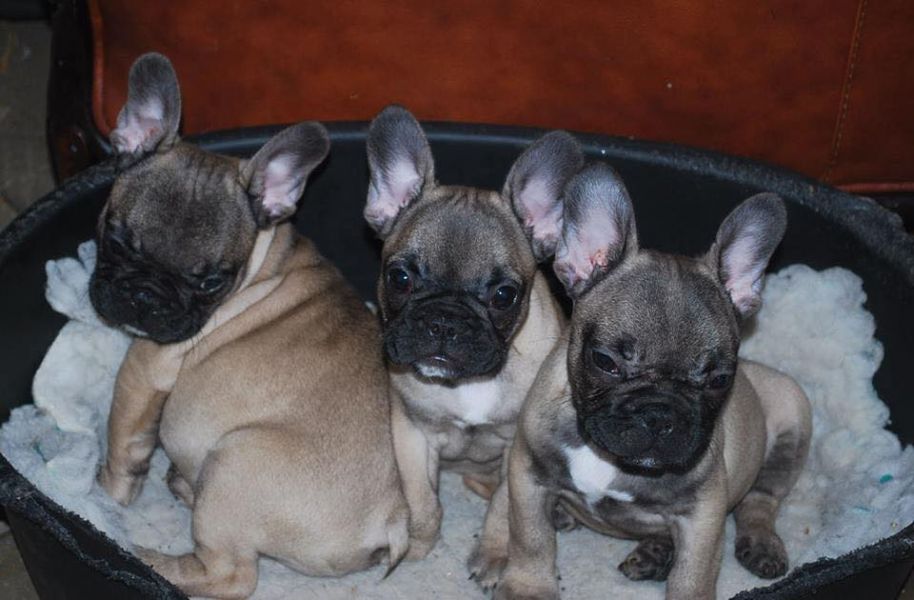 Maschio e femmina adorabile bulldog francese  cuccioli disponibili per l'adozione