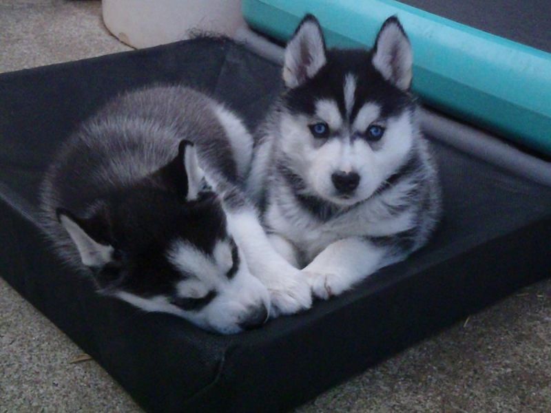 Siberian husky nuova cucciolata con pedigree