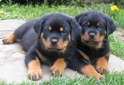   cuccioli di ROTTWEILER   per adozione ( maschio e femmina )