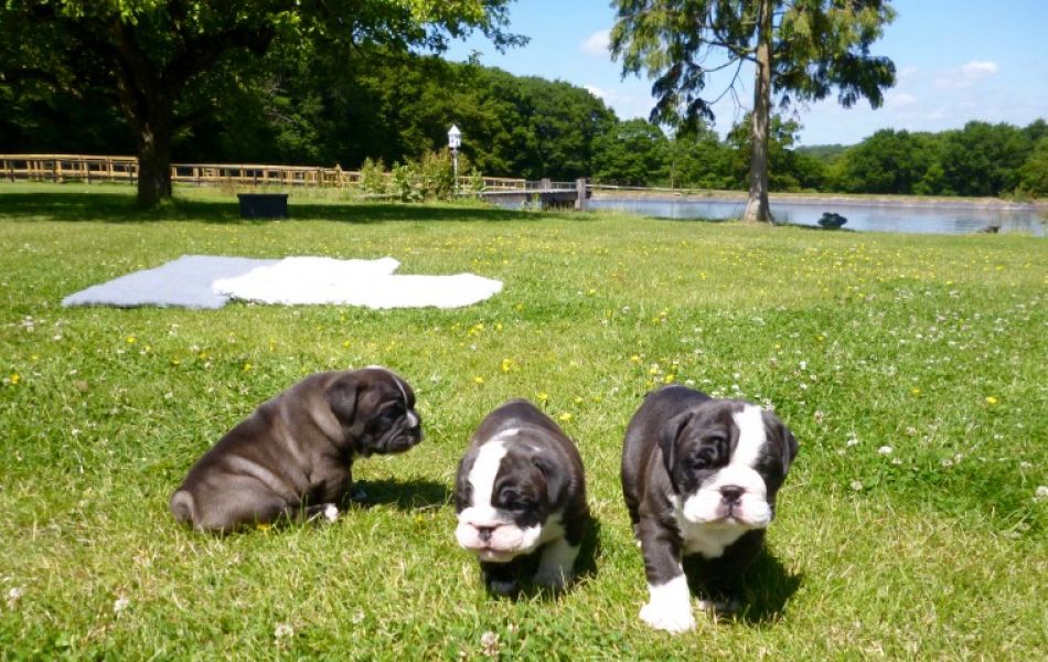 Regalo Bulldog inglese cuccioli disponibili