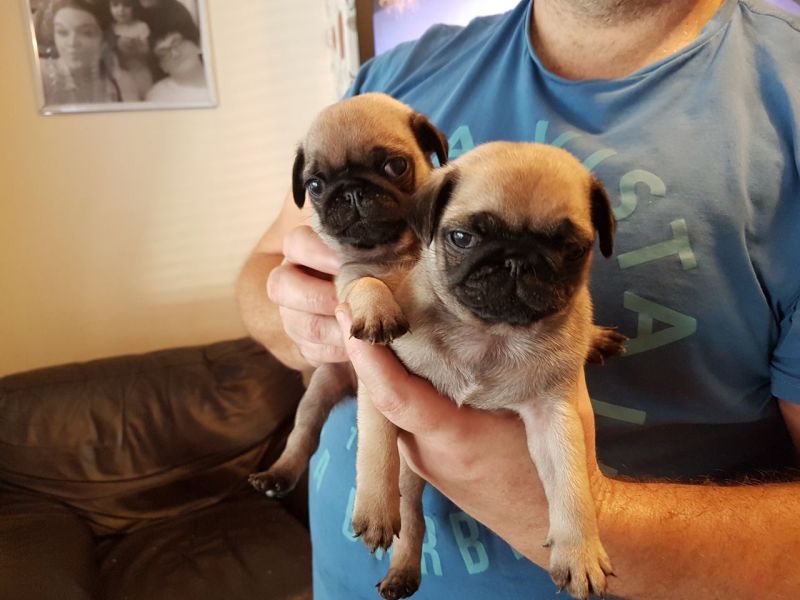 Bellissimi cuccioli carlino