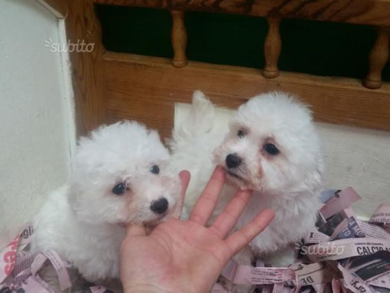 Bichon fris� toy