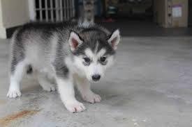 Regalo Cuccioli Siberian Husky 