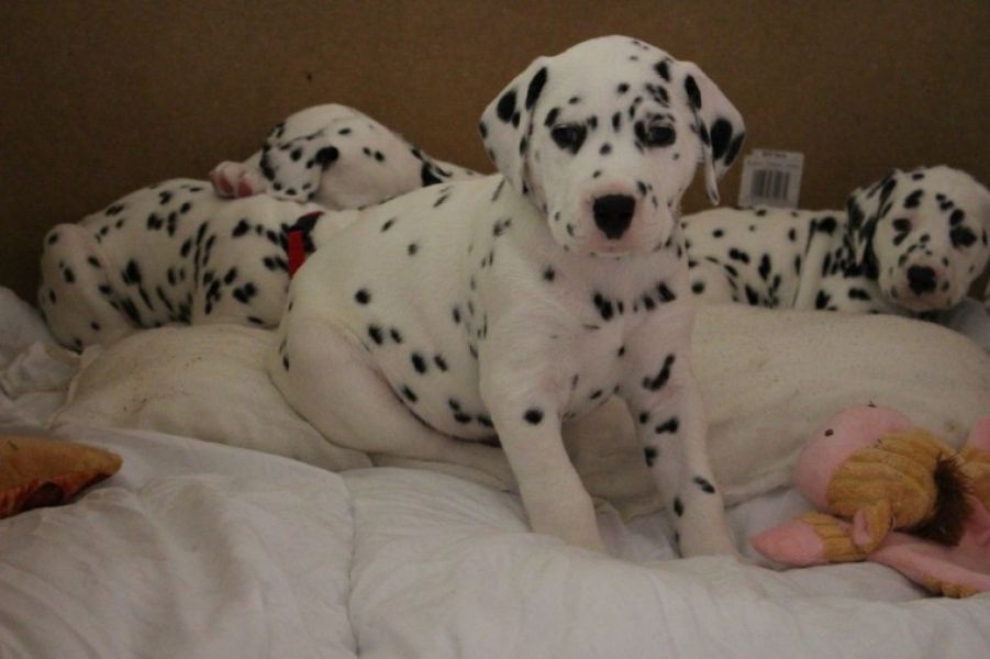 REGALO dalmata cuccioli Adorabili cuccioli di dalmata femminucce e maschietti disponibili per l'adoz