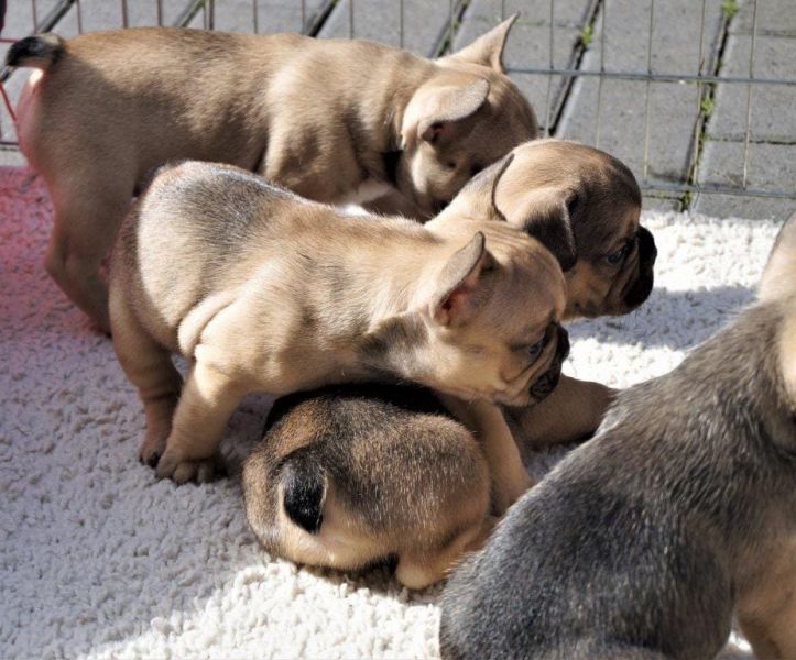 Molto bella e sani cuccioli di bulldog francese per adozione  