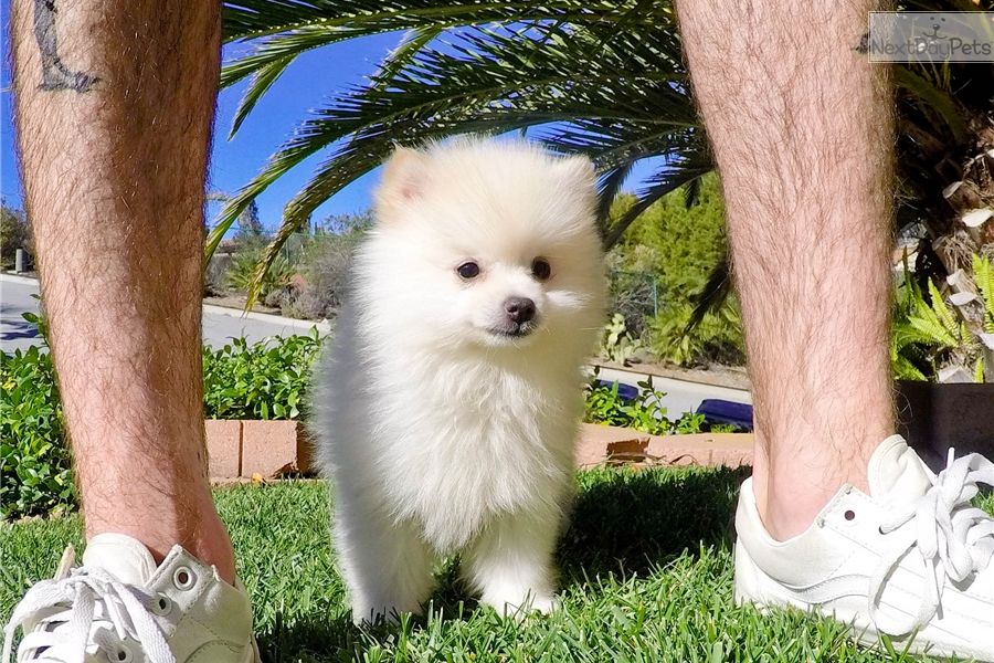  cuccioli di volpino pomeranian  per adozione ( maschio e femmina )