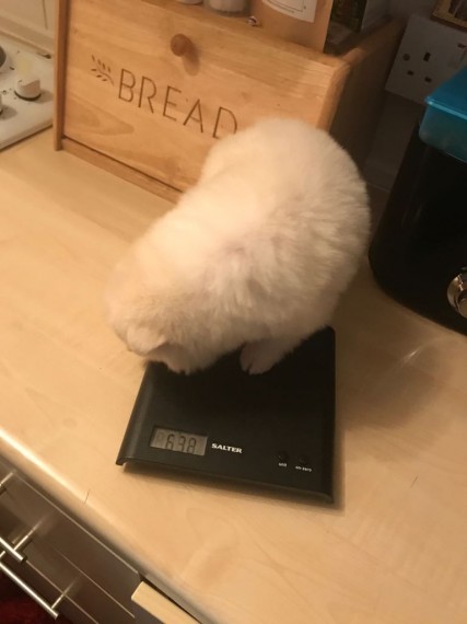 Regalo Volpini cuccioli di pomerania Piccoli