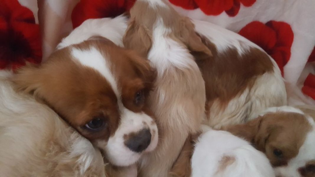 Cuccioli di cavalier king disponibili