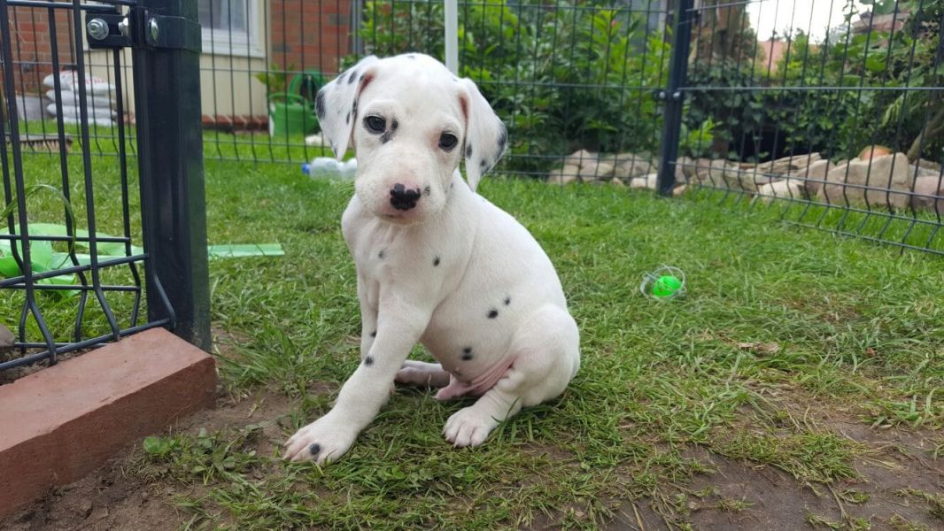  cuccioli di dalmata per adozione ( per regalo )