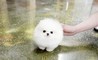 !!migliore offerta !!Cuccioli di Volpino di Pomerania
