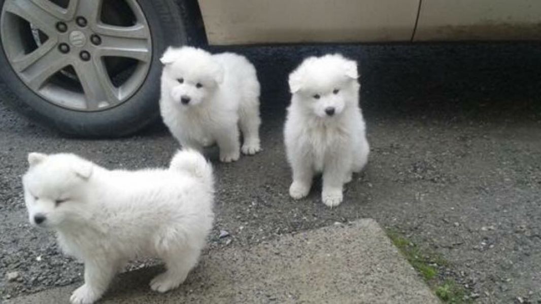Cuccioli di samoiedo