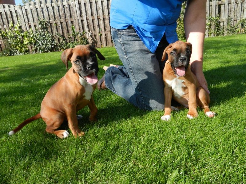 Cuccioli di Boxer per adozione ( maschio e femmina )