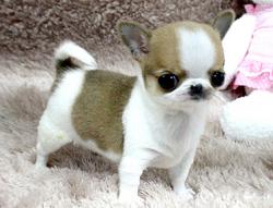 Adorabili cuccioli di micro chihuahua femminucce e maschietti disponibili